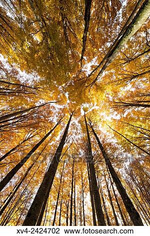 Larra Belagua forest at Roncal Valley, Navarre Pyrenees, Spain. View Large Photo Image Stock Image - Larra Belagua forest at Roncal Valley, Navarre Pyrenees, Spain.. Fotosearch