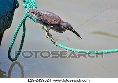 Picture - Lava Heron (Butorides sundevalli), Puerto Aroya, Santa Cruz Island, Ecuador.. Fotosearch