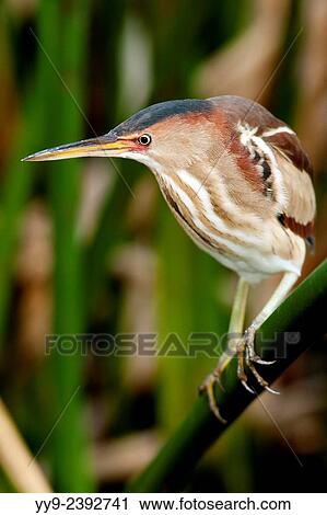 Least Bittern - Green Cay Wetlands - Boynton Beach, Florida USA. View Large Photo Image Stock Image - Least Bittern - Green Cay Wetlands - Boynton Beach, Florida USA.. Fotosearch
