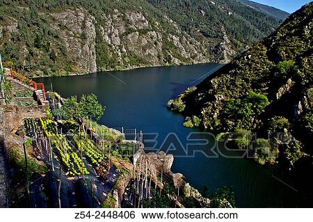 Lettuces field, and Navia River, Grandas de Salime, Asturias, Spain View Large Photo Image Stock Photograph - Lettuces field, and Navia River, Grandas de Salime, Asturias, Spain. Fotosearch