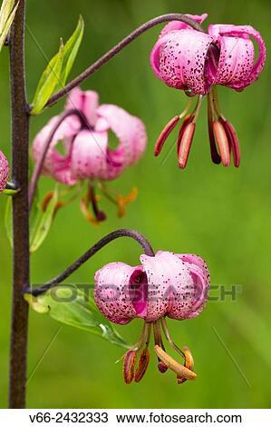 Lilium martagon View Large Photo Image Stock Image - Lilium martagon. Fotosearch