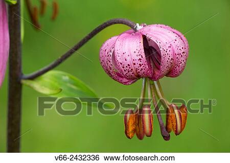 Lilium martagon View Large Photo Image Stock Photograph - Lilium martagon. Fotosearch