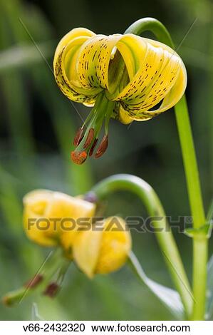 Lilium pyrenaicum View Large Photo Image Stock Image - Lilium pyrenaicum. Fotosearch
