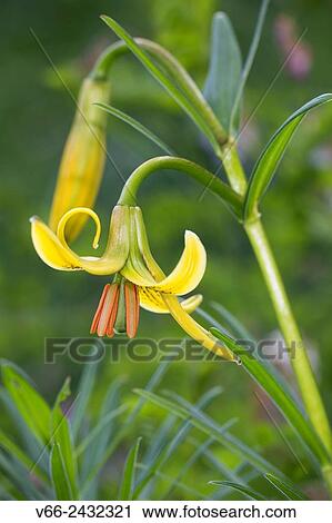 Lilium pyrenaicum View Large Photo Image Stock Image - Lilium pyrenaicum. Fotosearch