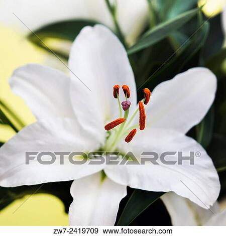 Lily. View Large Photo Image Stock Photo - Lily.. Fotosearch