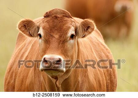 Limousine cattle (Bos taurus) France View Large Photo Image Stock Photo - Limousine cattle (Bos taurus) France. Fotosearch