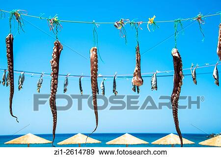 line with drying sardines and octopus at beach in Greece View Large Photo Image Stock Photo - line with drying sardines and octopus at beach in Greece. Fotosearch