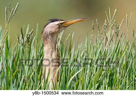 Little bittern ixobrychus minutus Spain View Large Photo Image Picture - Little bittern ixobrychus minutus Spain. Fotosearch