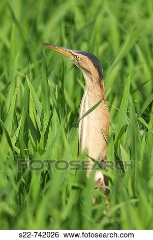 Stock Photograph - Little Bittern (Ixobrychus minutus). Fotosearch