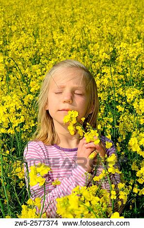Little girl, 7 years old, smells a flower of rape in Scania, Sweden. View Large Photo Image Picture - Little girl, 7 years old, smells a flower of rape in Scania, Sweden.. Fotosearch
