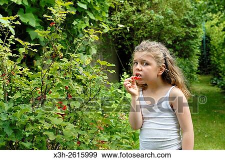 Stock Photo - little girl picking redcurrant, France, Europe. Fotosearch