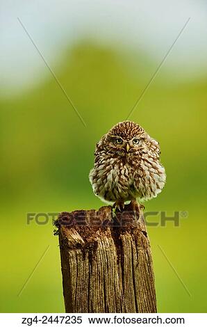 Little Owl, Athene noctua, Worcestershire, England, UK. View Large Photo Image Stock Photography - Little Owl, Athene noctua, Worcestershire, England, UK.. Fotosearch