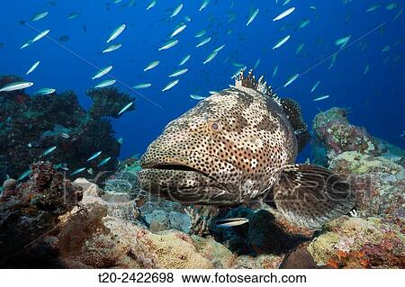 Malabar Grouper, Epinephelus malabaricus, Great Barrier Reef, Australia. View Large Photo Image Stock Photo - Malabar Grouper, Epinephelus malabaricus, Great Barrier Reef, Australia.. Fotosearch