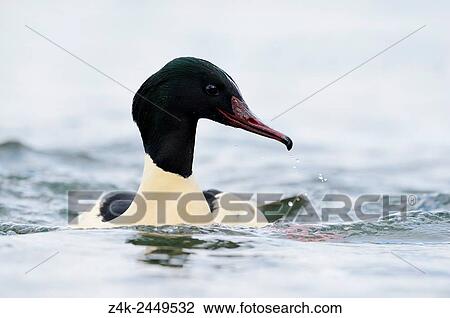 Male Common Merganser (Mergus merganser) swimming in water, Lake Geneva, Switzerland. View Large Photo Image Stock Image - Male Common Merganser (Mergus merganser) swimming in water, Lake Geneva, Switzerland.. Fotosearch