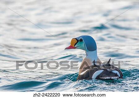 Male King eider, Somateria spectabilis, swimming in Atlantic ocean outside Andenes, Norway and turning his head towards camera. View Large Photo Image Stock Image - Male King eider, Somateria spectabilis, swimming in Atlantic ocean outside Andenes, Norway and turning his head towards camera.. Fotosearch