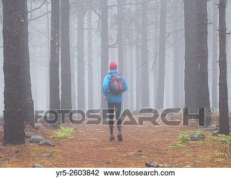 Male runner on trail in Pine forest in the mountains on Gran Canaria, Canary Islands, Spain. View Large Photo Image Stock Image - Male runner on trail in Pine forest in the mountains on Gran Canaria, Canary Islands, Spain.. Fotosearch