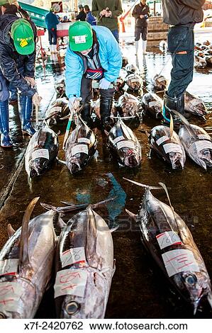Stock Image - Man and Woman checking the quality of tuna. Tuna Market, in fishing port, Katsuura, Nachikatsuura, Kumano Kodo, Nakahechi route, Wakayama, Kinki, Japan.. Fotosearch