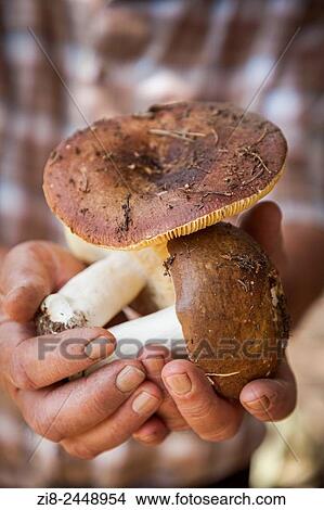 Picture - Man holds wild mushrooms.. Fotosearch