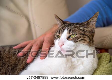 Man´s hand stroking a tabby and white cat. Close view. View Large Photo Image Stock Photo - Man´s hand stroking a tabby and white cat. Close view.. Fotosearch