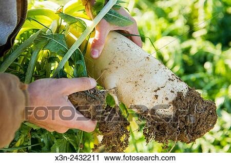 Man's hand holding Diakon radish in Holtwood, Pennsylvania, USA. View Large Photo Image Stock Image - Man's hand holding Diakon radish in Holtwood, Pennsylvania, USA.. Fotosearch