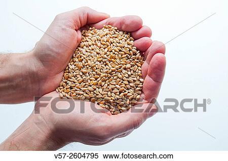 Man's hands holding wheat grains. Close view. View Large Photo Image Stock Photography - Man's hands holding wheat grains. Close view.. Fotosearch