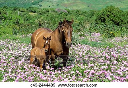 Mare with foal in a flowery spring meadow near Tarifa. Cadiz, Andalusia, Spain. View Large Photo Image Stock Photo - Mare with foal in a flowery spring meadow near Tarifa. Cadiz, Andalusia, Spain.. Fotosearch