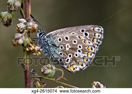 Mariposa Celda Limpia (Polyommatus thersites) en el mes de octubre en las montaas de Penyagolosa?. Vistabella del Maestrazgo?. Alcalat? n?. Castell? n?. Comunidad Valenciana?. Espaa - Europa. View Large Photo Image Picture - Mariposa Celda Limpia (Polyommatus thersites) en el mes de octubre en las montaas de Penyagolosa?. Vistabella del Maestrazgo?. Alcalat? n?. Castell? n?. Comunidad Valenciana?. Espaa - Europa.. Fotosearch