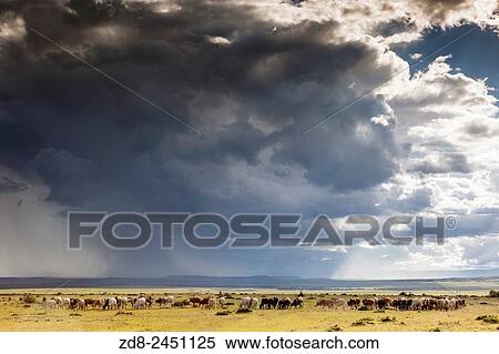 Masai cowherd. serengeti national park. View Large Photo Image Stock Photography - Masai cowherd. serengeti national park.. Fotosearch