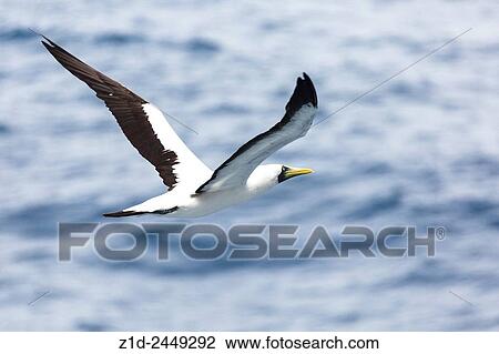 Stock Image - Masked booby (Sula dactylatra).. Fotosearch