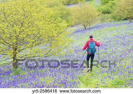 Mature male hiker on footpath through flowering Bluebells near Roseberry Topping in North York Moors National Park, North Yorkshire, England, United Kingdom. View Large Photo Image Stock Photograph - Mature male hiker on footpath through flowering Bluebells near Roseberry Topping in North York Moors National Park, North Yorkshire, England, United Kingdom.. Fotosearch