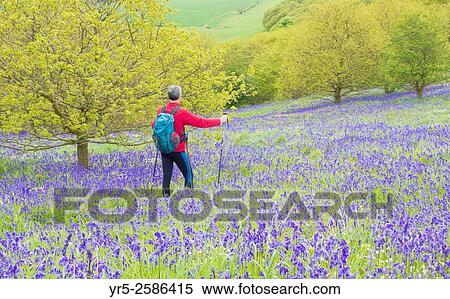 Mature male hiker on footpath through flowering Bluebells near Roseberry Topping in North York Moors National Park, North Yorkshire, England, United Kingdom. View Large Photo Image Stock Photography - Mature male hiker on footpath through flowering Bluebells near Roseberry Topping in North York Moors National Park, North Yorkshire, England, United Kingdom.. Fotosearch
