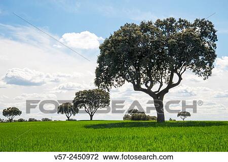 Meadow. Madrid province, Spain. View Large Photo Image Stock Image - Meadow. Madrid province, Spain.. Fotosearch