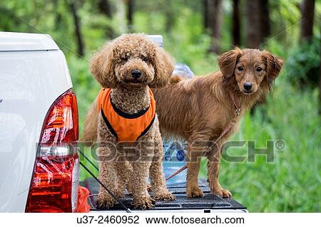 Stock Image - Miniature Poodle. Fotosearch