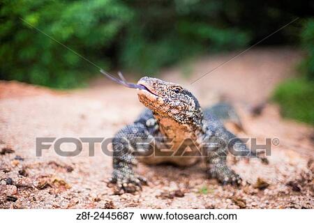 Minneriya National Park, monitor Lizzard flicking its tongue, Central Provice of Sri Lanka, Asia. View Large Photo Image Stock Photo - Minneriya National Park, monitor Lizzard flicking its tongue, Central Provice of Sri Lanka, Asia.. Fotosearch