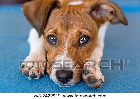 Mixed breed puppy laying her head between her paws. View Large Photo Image Stock Photo - Mixed breed puppy laying her head between her paws.. Fotosearch