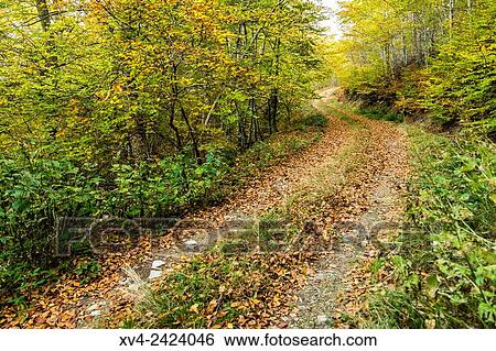Stock Photograph - Moncayo forest. Soria province near of aragonesse Moncayo Region, Spain.. Fotosearch