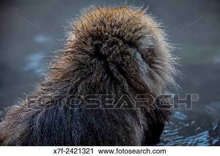 Monkey in a natural onsen (hot spring), located in Jigokudani Monkey Park, Nagono prefecture, Japan. View Large Photo Image Stock Image - Monkey in a natural onsen (hot spring), located in Jigokudani Monkey Park, Nagono prefecture, Japan.. Fotosearch