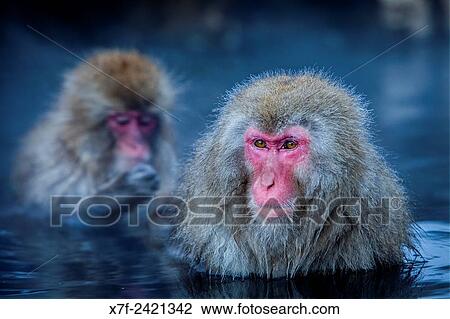 Monkeys in a natural onsen (hot spring), located in Jigokudani Monkey Park, Nagono prefecture, Japan. View Large Photo Image Stock Image - Monkeys in a natural onsen (hot spring), located in Jigokudani Monkey Park, Nagono prefecture, Japan.. Fotosearch