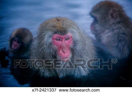 Monkeys in a natural onsen (hot spring), located in Jigokudani Monkey Park, Nagono prefecture, Japan. View Large Photo Image Stock Photo - Monkeys in a natural onsen (hot spring), located in Jigokudani Monkey Park, Nagono prefecture, Japan.. Fotosearch