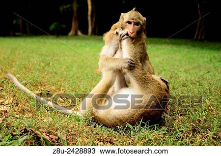 Monkeys in Angkor Wat. Cambodia View Large Photo Image Stock Image - Monkeys in Angkor Wat. Cambodia. Fotosearch