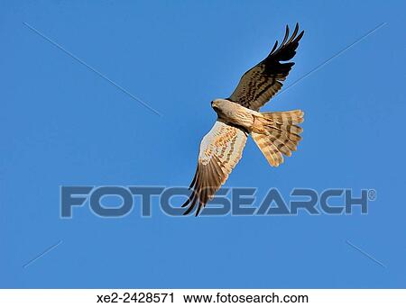 Montagu's harrier Circus pygargus, Crete View Large Photo Image Stock Image - Montagu's harrier Circus pygargus, Crete. Fotosearch