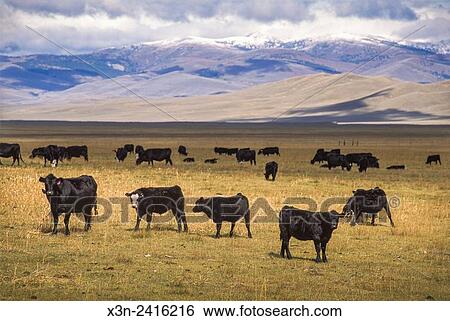 Montana, USA - Beef Cows and Calves at the Matador Cattle Co's Beaverhead Ranch. View Large Photo Image Stock Photograph - Montana, USA - Beef Cows and Calves at the Matador Cattle Co's Beaverhead Ranch.. Fotosearch