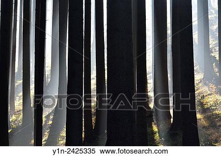 Morning Haze in the Coniferus Forest, Harz, Lower Saxony, Germany. View Large Photo Image Stock Photography - Morning Haze in the Coniferus Forest, Harz, Lower Saxony, Germany.. Fotosearch