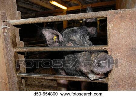 Motala, Sweden. Pig farm. Pigs nose. Livestock. Animals. Bacon. Close up. View Large Photo Image Stock Image - Motala, Sweden. Pig farm. Pigs nose. Livestock. Animals. Bacon. Close up.. Fotosearch
