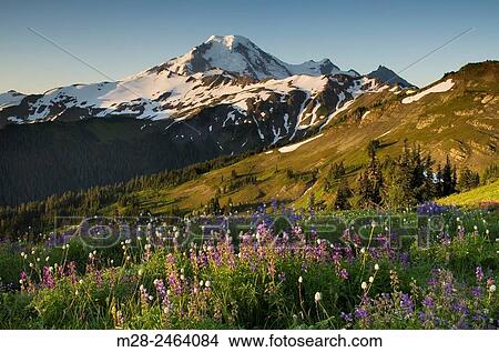 Mount Baker, seen from wildflower meadows on Skyline Divide, Mount Baker Wilderness Washington. View Large Photo Image Picture - Mount Baker, seen from wildflower meadows on Skyline Divide, Mount Baker Wilderness Washington.. Fotosearch