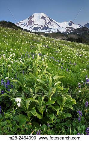 Mount Baker, seen from wildflower meadows on Skyline Divide, Mount Baker Wilderness Washington. View Large Photo Image Stock Image - Mount Baker, seen from wildflower meadows on Skyline Divide, Mount Baker Wilderness Washington.. Fotosearch