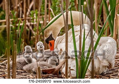 Mute Swan (Cygnus olor); also known as; White Swan; and young cygnets. The mute swan (Cygnus olor) is a species of swan, and thus a member of the waterfowl family Anatidae. It is native to much of Europe and Asia, and (as a rare winter visitor) the... View Large Photo Image Stock Image - Mute Swan (Cygnus olor); also known as; White Swan; and young cygnets. The mute swan (Cygnus olor) is a species of swan, and thus a member of the waterfowl family Anatidae. It is native to much of Europe and Asia, and (as a rare winter visitor) the.... Fotosearch