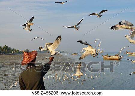 Myanmar, Rakhine State, Sittwe (Akyab), The jetty, Sea gulls feeding. View Large Photo Image Stock Photograph - Myanmar, Rakhine State, Sittwe (Akyab), The jetty, Sea gulls feeding.. Fotosearch