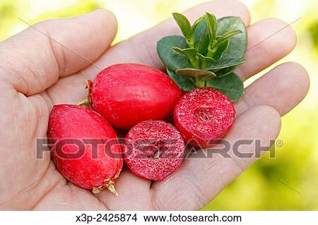 Natal plums. Carissa macrocarpa. View Large Photo Image Picture - Natal plums. Carissa macrocarpa.. Fotosearch