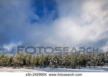 Picture - New Mexico, USA - Clearing snowstorm in Mountains above Taos NM.. Fotosearch